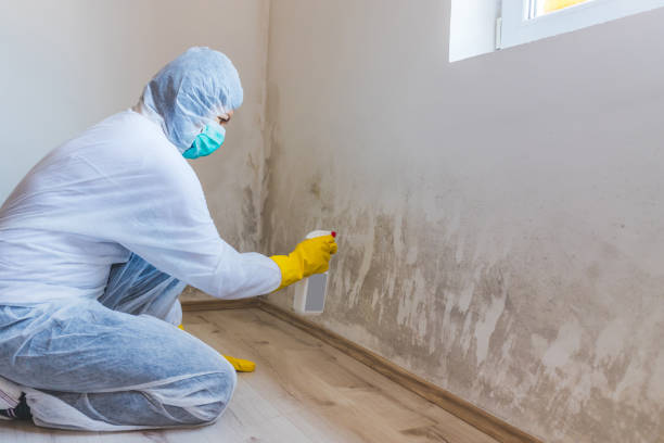 Professional Mold Removal in Hooks, TX